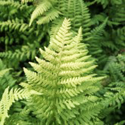 Hardy Fern Dryopteris carthusiana